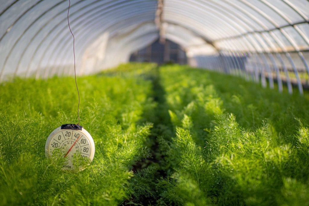 Jeong Bok-san making his dawn round of the greenhouses — in his hand, instead of a hoe, a phone showing "Crops to check today"